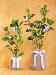 8% coupons, real inflation and no qe. Memorial Gift Trees In Memory Of Gifts Sympathy Trees