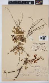 Image result for Crotalaria pisicarpa