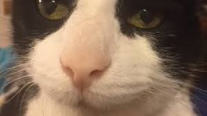 Allergic reactions, toxin consumption, gastritis, and kidney disease can also lead to a loss of appetite if your older cat undergoes a procedure such as a tooth cleaning, an inhalant anesthetic is advisable. My Cat Has Aids Dna Science