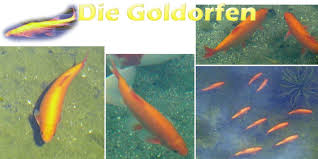 Atlas der fische sachsens by freistaat sachsen issuu. Die Goldorfen Zuchtform Aus Leuciscus Idus Teichfilter