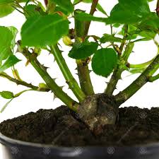 Maybe you would like to learn more about one of these? In Loving Memory Rose Memorial And Remembrance Unique Living Plant Gift Amazon Co Uk Garden Outdoors