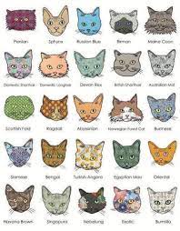 Sudah barang tentu kucing kampung menjadi ras asli kucing di indonesia yang paling populer. Jenis Jenis Baka Kucing Yang Klinik Haiwan Surgeri Aor Facebook