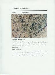 Image result for Dicoma capensis