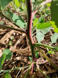 Image result for Chenopodiastrum