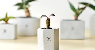 野草不野 有肉succulent gift 多肉植物與設計盆器搭配的禮品店in 2020 place card holders card holder place cards