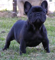 Black And Brown French Bulldog Puppies Franch Bulldog Photo By Kunhung1 Photobucket French Bulldog Dog Bulldog Puppies French Bulldog