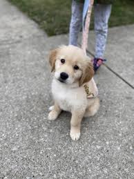 Golden Retriever Puppies For Sale West Peterson Avenue North Pulaski Road Chicago Il 327449