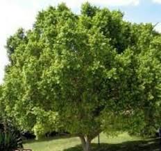 Image result for Atalaya alata