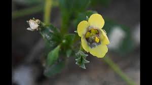 Image result for ostruhatka