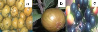 Image result for Macrotyloma maranguense