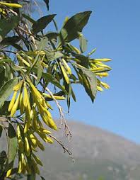 Image result for Cestrum