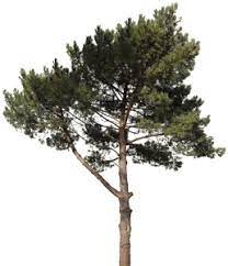 Pine 18 Texture Trees To Plant Tree Free Pine Tree