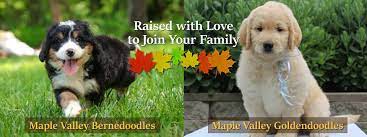 Before this, i'd spent years helping my business partner run maple valley puppies. About Maple Valley Puppies Maple Valley Puppies