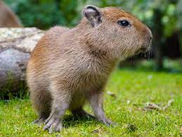 Plante aquatique en 6 lettres. Ukay8wslnm1wmm