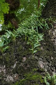 Image result for Vittaria elongata