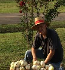Texas Early White Onion Plants