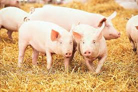 Pigs include domestic pigs and their ancestor, the common eurasian wild boar (sus scrofa). Pig Equipment Pig Feeding Systems For Experts Big Dutchman