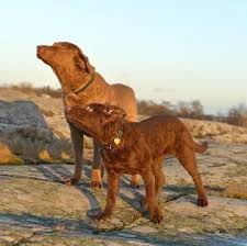 Usda licensed commercial breeders account for less than 20% of all breeders in the country. Chesapeake Bay Retriever Puppies For Sale Adoptapet Com