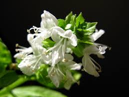 Image result for Ocimum fimbriatum