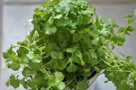 I also think you need more sun. Growing Cilantro Indoors Coriander Dhaniya From Seed Gardening Tips