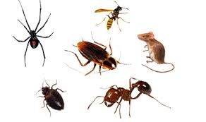 City wide was a decent place for me to get some experience with the pest control business but is a horrible place to work. Best Pest Control In Auckland City Wide Exterminators T 09 950 8486