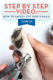 Pin On How To Videos For Dog Owners