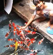 Ikan koi merupakan salah satu ikan hias dari jepang yang cocok di tempatkan di. 5 Tips Cara Memelihara Ikan Koi Terbukti Berhasil
