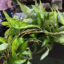 I am a chinese and i am learning russian, would you like to contact with me and we could learn with each other? Rau Ram Information And Facts