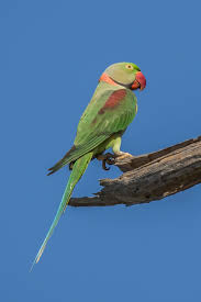 Indian Parakeets In The Net Of Illegal Trade - Wildlife Sos