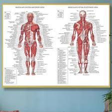 Human Body Muscle System Anatomy Chart Educational Posters