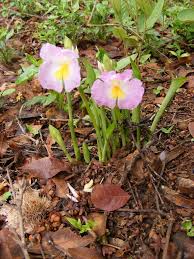 Image result for Siphonochilus rhodesicus