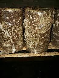 Maybe you would like to learn more about one of these? Budidaya Kroto Rumahan Media Toples Home Facebook