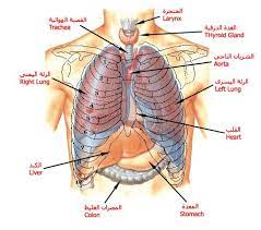 بالصور و الشرح علم وظائف أعضاء جسم الإنسان مع تشريح جسم الانسان Medical Words Human Body Anatomy Medical Art