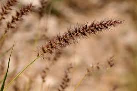 Image result for Cenchrus ciliaris