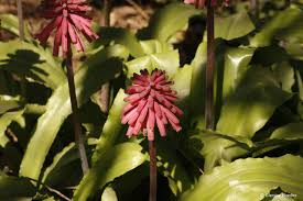 Image result for Veltheimia