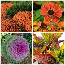 Seasonal flow from foliage to flower to autumn hues and winter interest are the hallmarks of many large perennials. Fall Blooming Perennials And Annuals For A Bold Pop Of Color