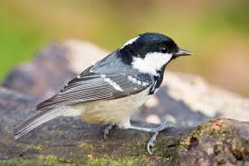 Kleine Vogelkunde Heimische Wintervogel Erkennen Vogelkunde Tannenmeise Vogel Als Haustiere