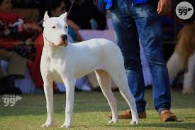Dogo Argentino Dogspedia The dogo argentino is also known as the argentine dogo or the argentinian mastiff.