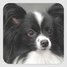 Black And White Papillon Dog Papillon Dog Stickers Zazzle Com In 2020 Papillon Dog Papillon Dog Puppy Papillon