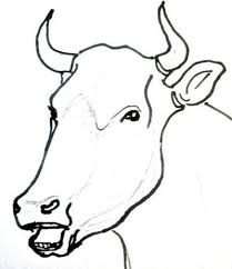 Bull Cow Head And Face Drawing Cow Drawing Cow Sketch Drawings