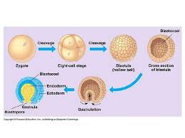 Check spelling or type a new query. What Are Two Animals That Start Life As Single Cells But Develop More Cells Later On Quora