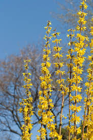 Showy Border Forsythia Against A Bright Blue Sky Forsythia Intermedia Spectabilis Is A Shrub With Bright Yellow Flow Landscape Trees To Plant Yellow Flowers
