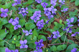 Its range in new jersey extends from paterson in the north of the state, to atlantic city in the south. The Native Plant Society Of New Jersey