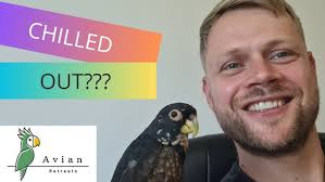 Galah Chased For FIVE MILES!!!