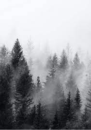 Black And White Forest Set Contemporary Forest Photography Fog Print Set Of 2 Forest Prints Land Forest Scenery Mountain Landscape Forest Photography