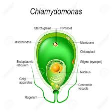 Check spelling or type a new query. Cross Section Of A Chlamydomonas Structure Of The Algae Cell Vector Diagram For Educational Biological And Science Use Royalty Free Cliparts Vectors And Stock Illustration Image 119627787