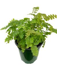 Image result for Adiantum hispidulum