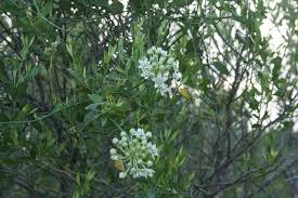 Native Florida Wildflowers White Vine Sarcostemma Clausum Wild Flowers Vines Butterfly Garden