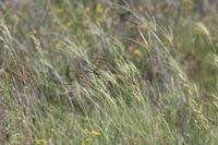 Image result for Eustachys paspaloides