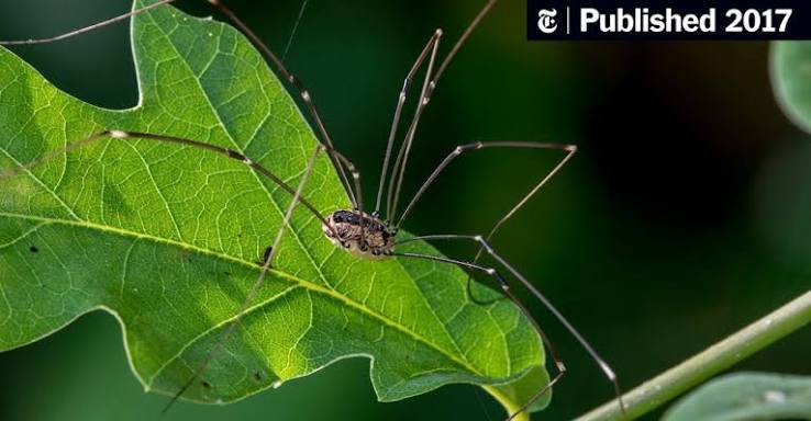 The Daddy Longlegs: Creepy but Harmless - The New York Times